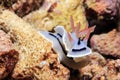 Chromodoris Lochi